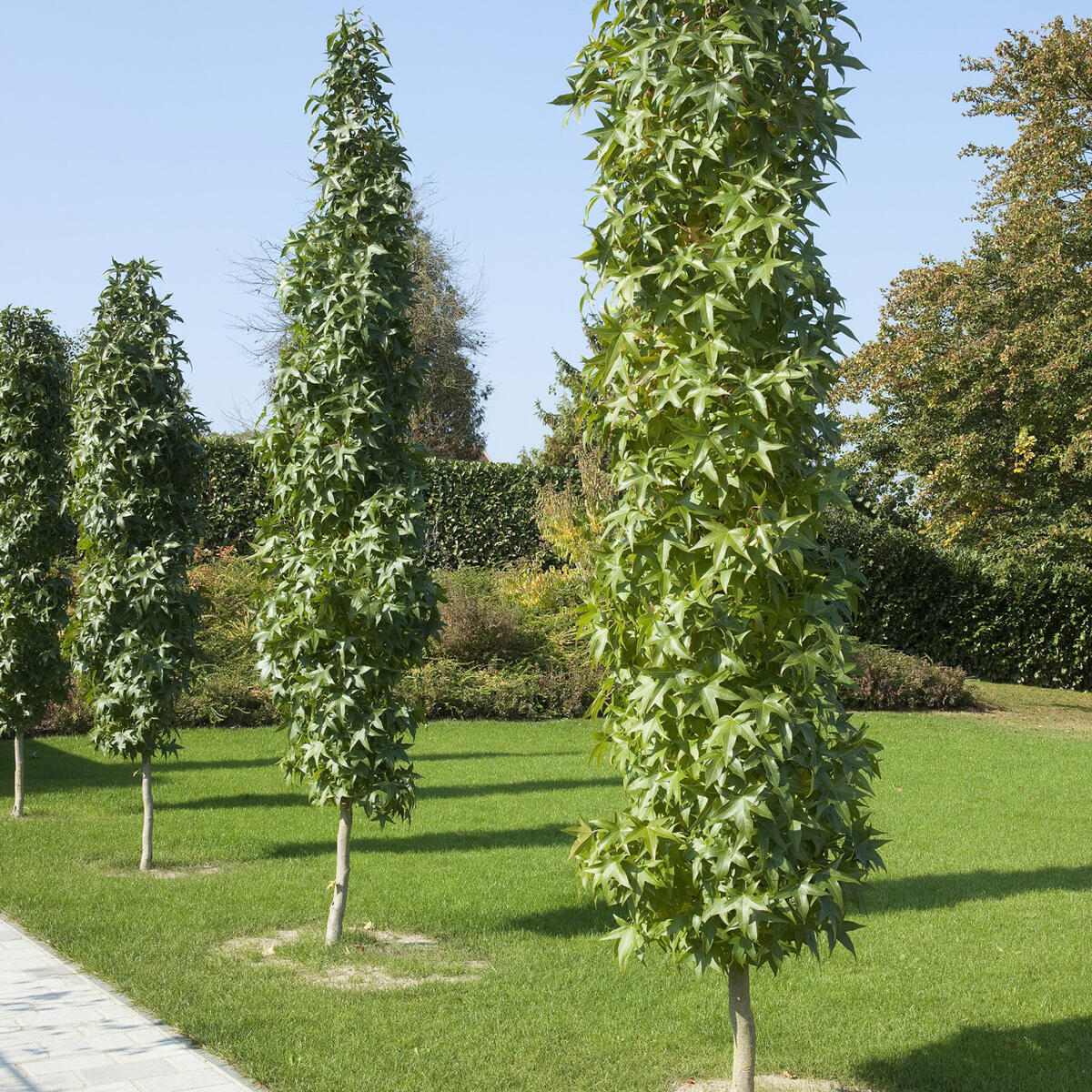 Säulen-Amberbaum